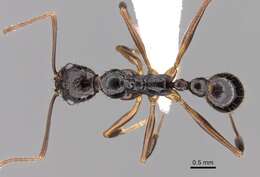 Image of Aphaenogaster honduriana Mann 1922