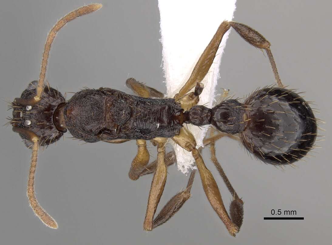 Image of Aphaenogaster honduriana Mann 1922