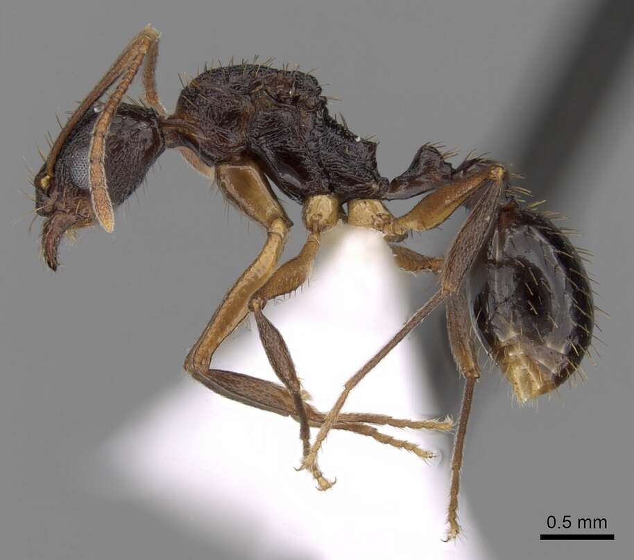 Aphaenogaster honduriana Mann 1922的圖片