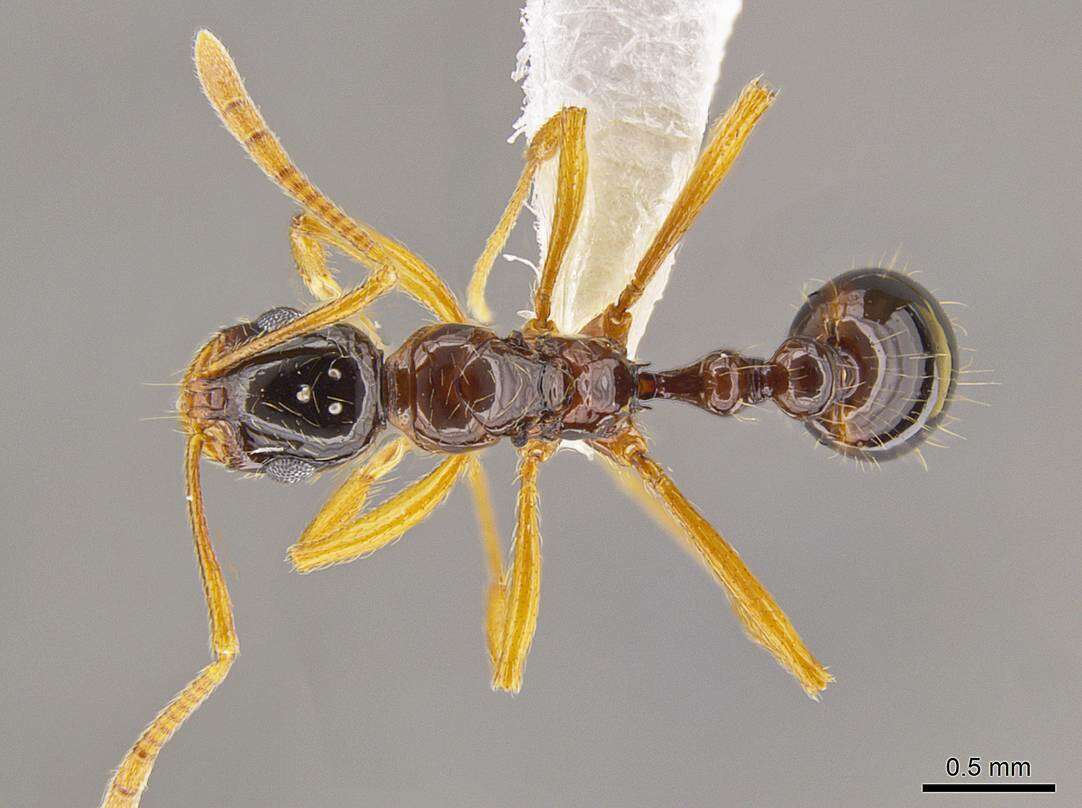 Image of Megalomyrmex silvestrii Wheeler 1909