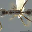 Image of Pheidole longiscapa Forel 1901