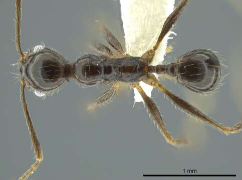 صورة Pheidole longiscapa Forel 1901