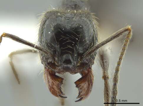 صورة Pheidole longiscapa Forel 1901