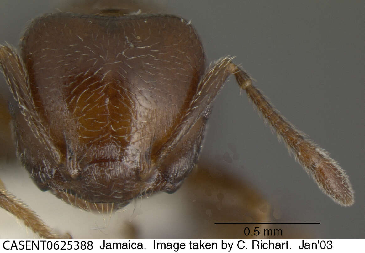 Image of <i>Crematogaster vicina</i> André