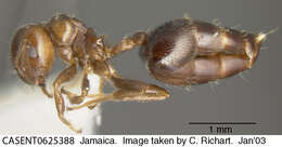 Image of <i>Crematogaster vicina</i> André