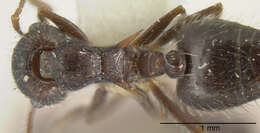 Image of Crematogaster rudis Emery 1894