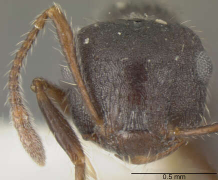 Image of Crematogaster rudis Emery 1894