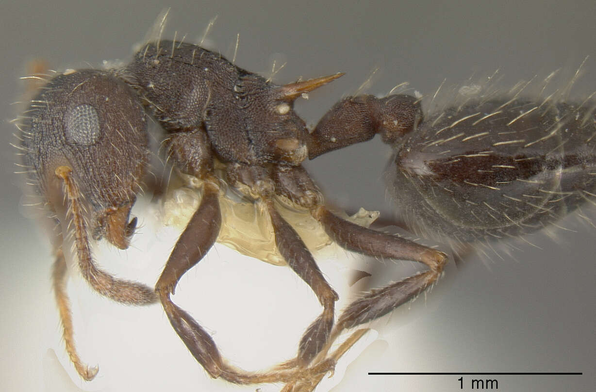 Image of Crematogaster rudis Emery 1894