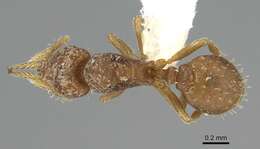 Image of Strumigenys eggersi