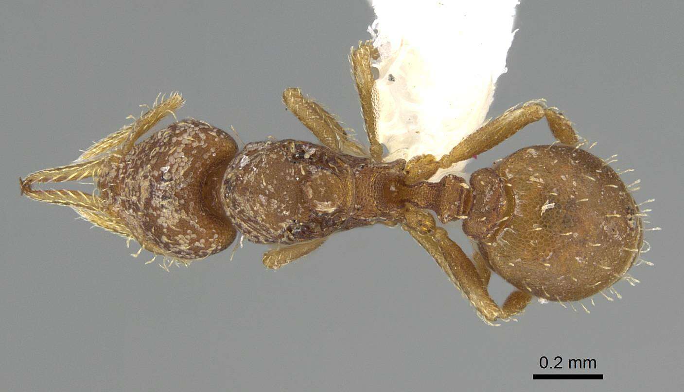Image of Strumigenys eggersi