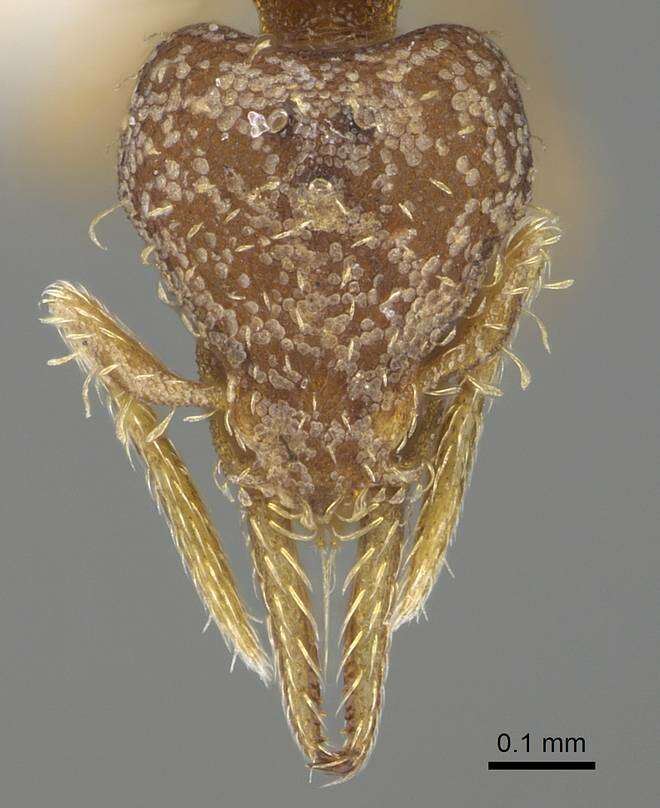 Image of Strumigenys eggersi