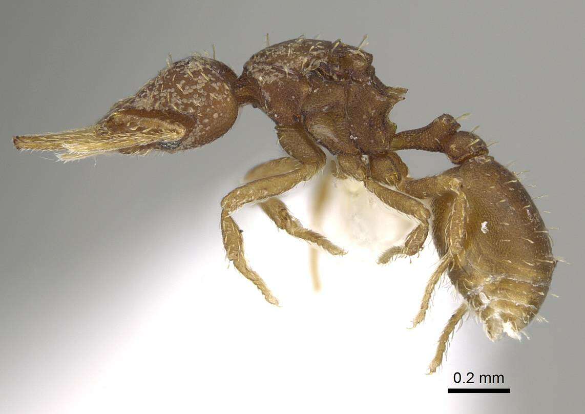 Image of Strumigenys eggersi