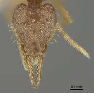 Image of Strumigenys eggersi