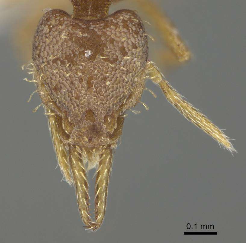 Image of Strumigenys eggersi