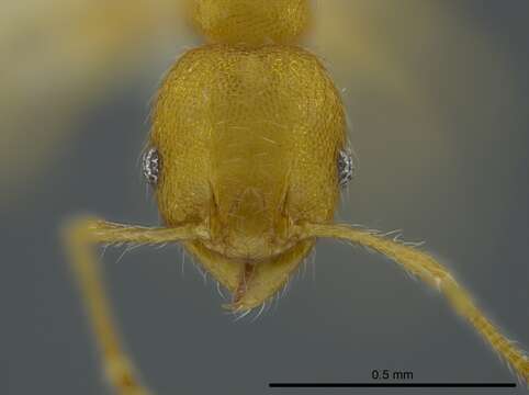 Image of <i>Pheidole asperithorax</i>