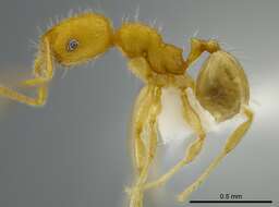 Image of <i>Pheidole asperithorax</i>