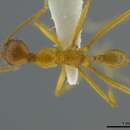 <i>Pheidole astur</i>的圖片