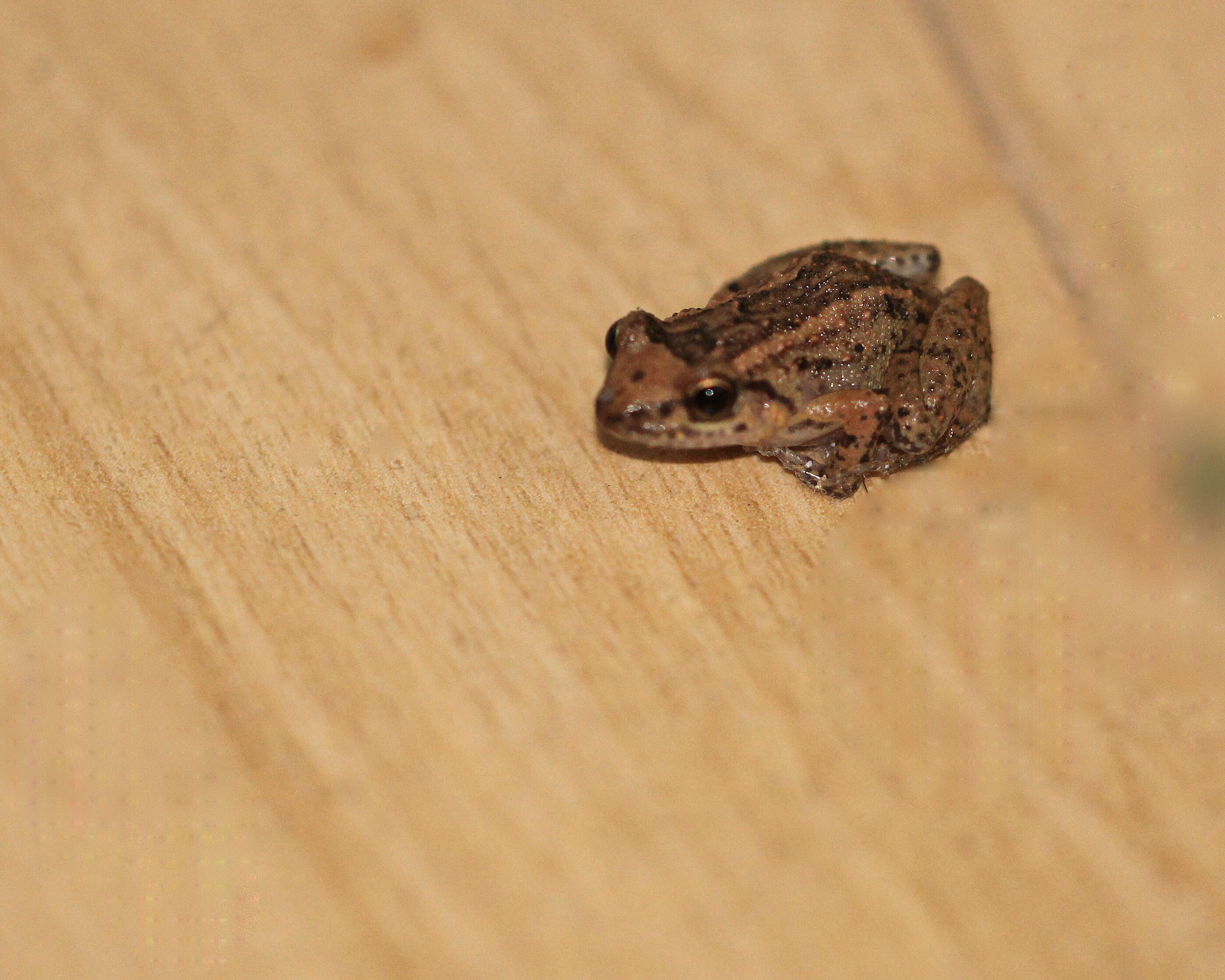 Image of Greenhouse Frog