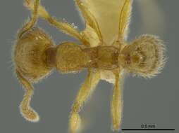 Imagem de Pheidole bicornis Forel 1899