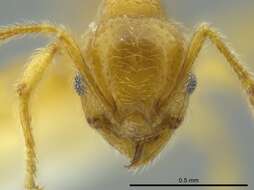 Imagem de Pheidole bicornis Forel 1899