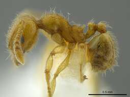 Imagem de Pheidole bicornis Forel 1899