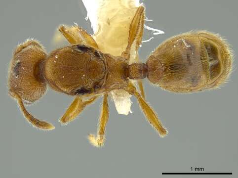 Imagem de Pheidole bicornis Forel 1899