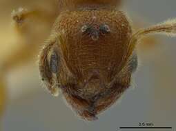 Imagem de Pheidole bicornis Forel 1899