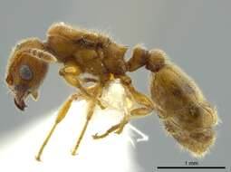 Imagem de Pheidole bicornis Forel 1899