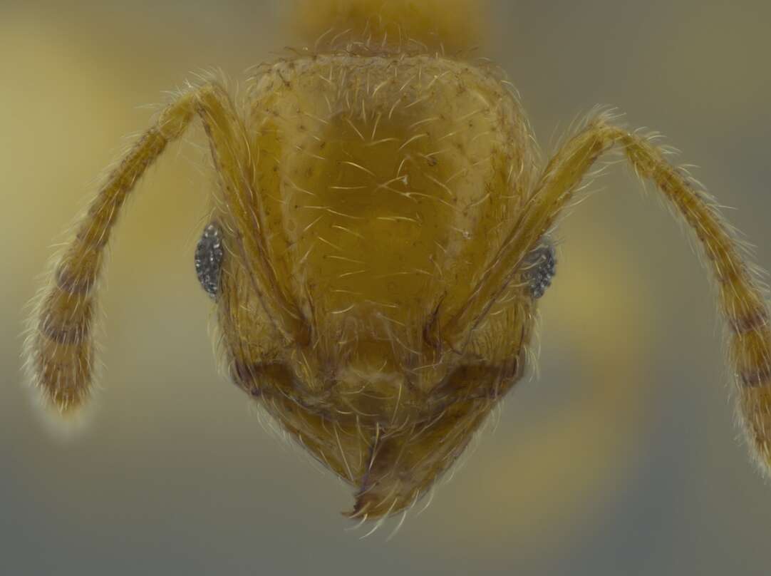 صورة Pheidole passivaeferox