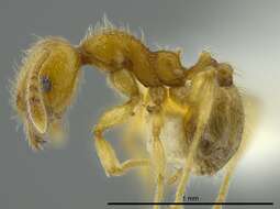 صورة Pheidole passivaeferox