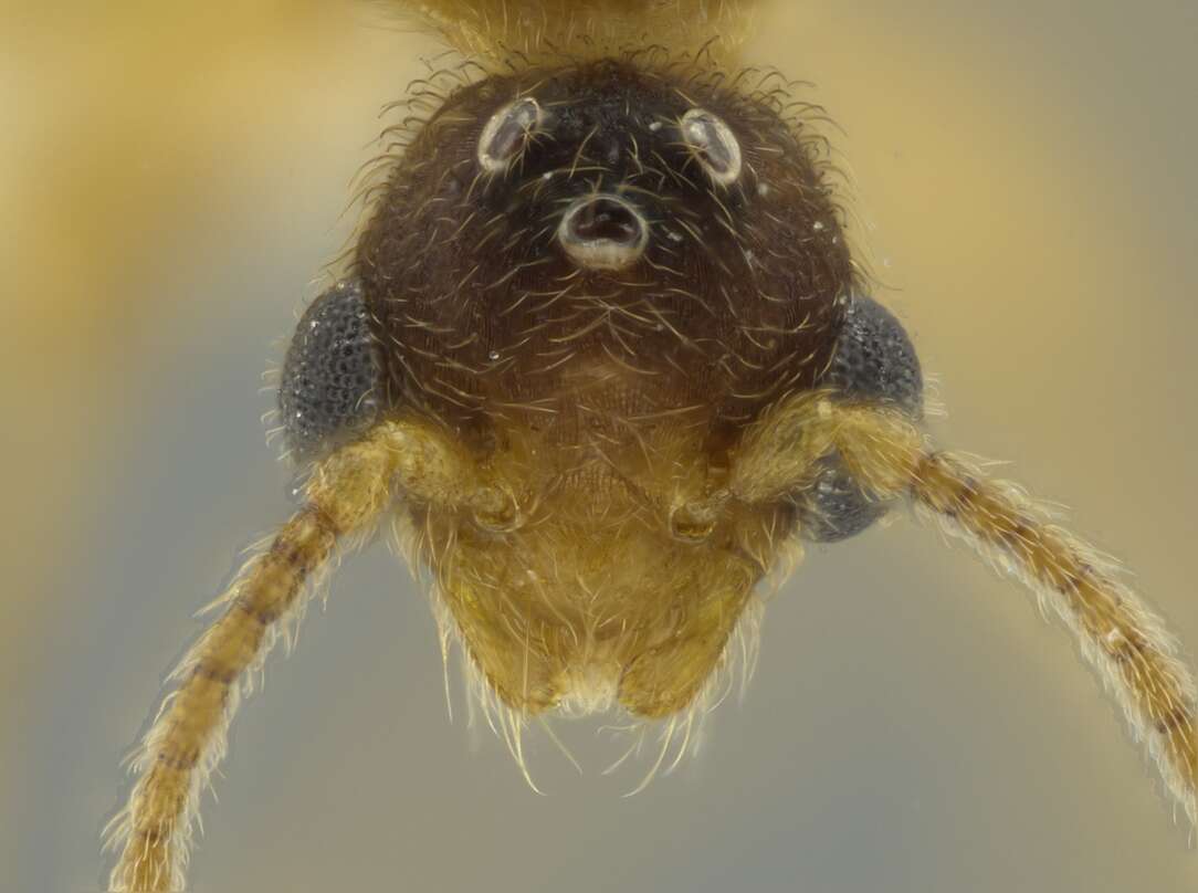 صورة Pheidole passivaeferox