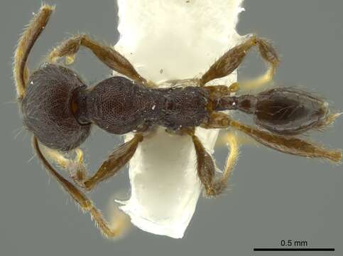 Image of Pheidole binasifera