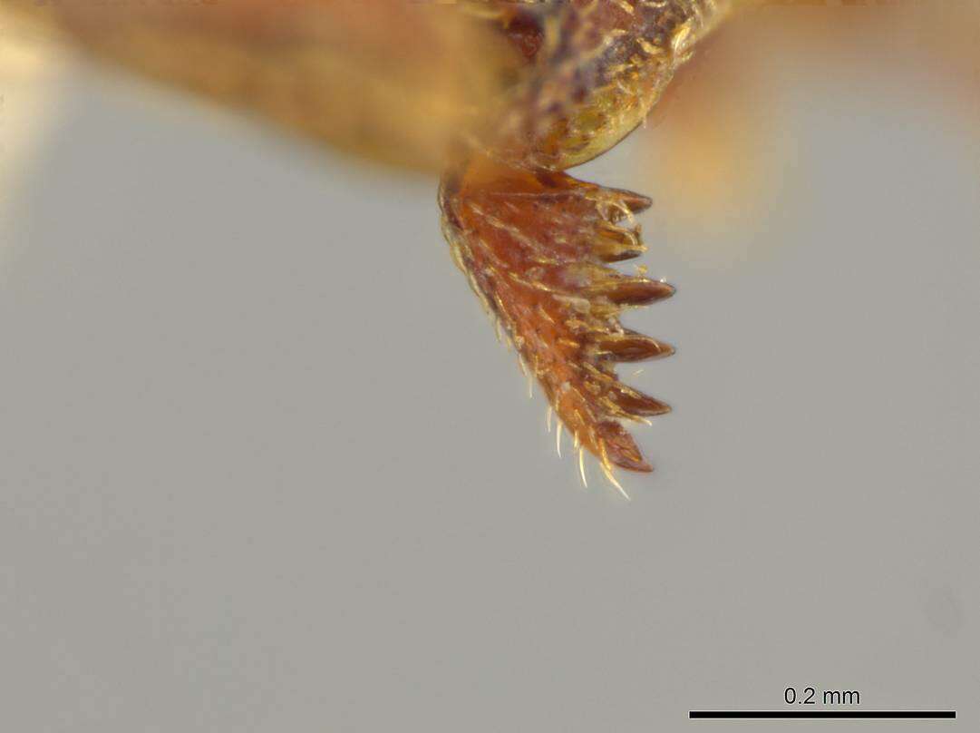Image of <i>Octostruma gymnosoma</i>