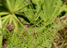 Sivun Pteridium caudatum (L.) Maxon kuva