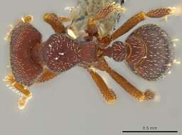 Image of Myrmicinae