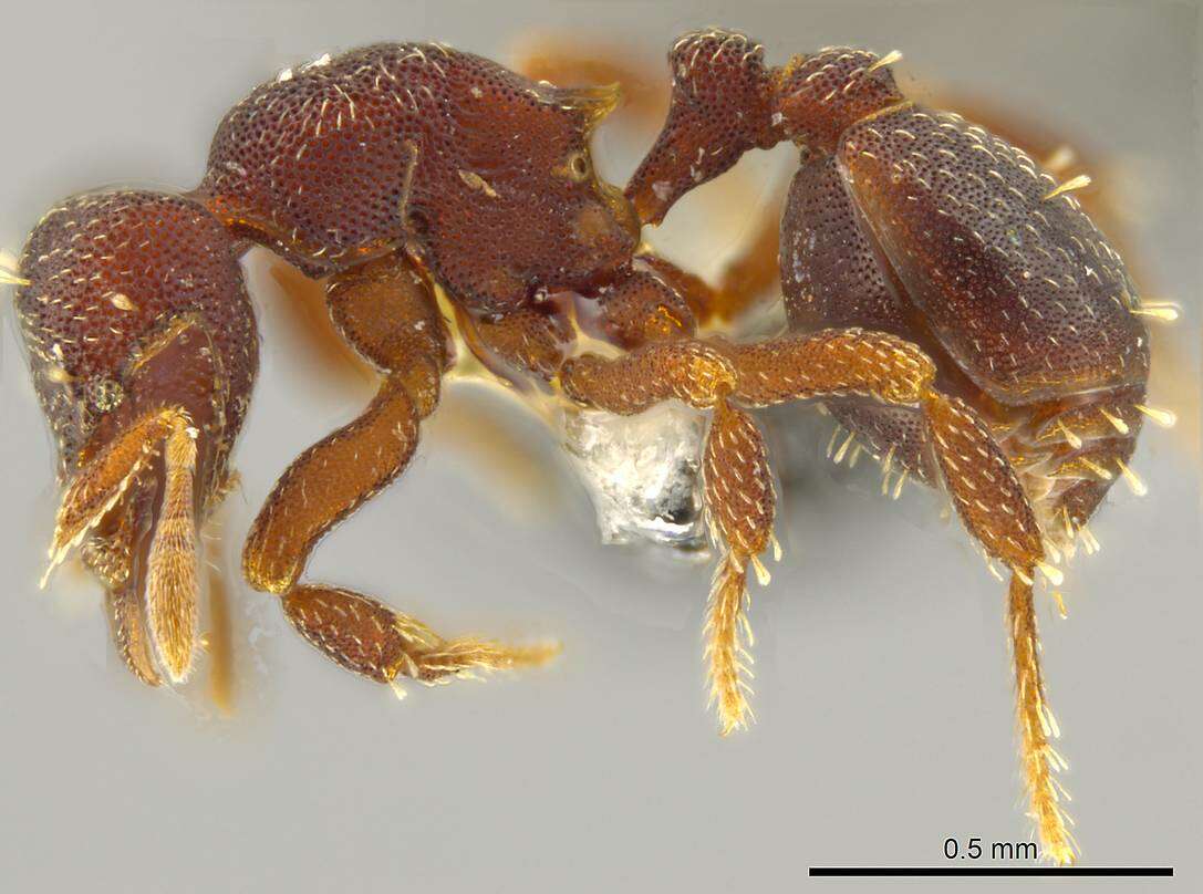 Image of Myrmicinae