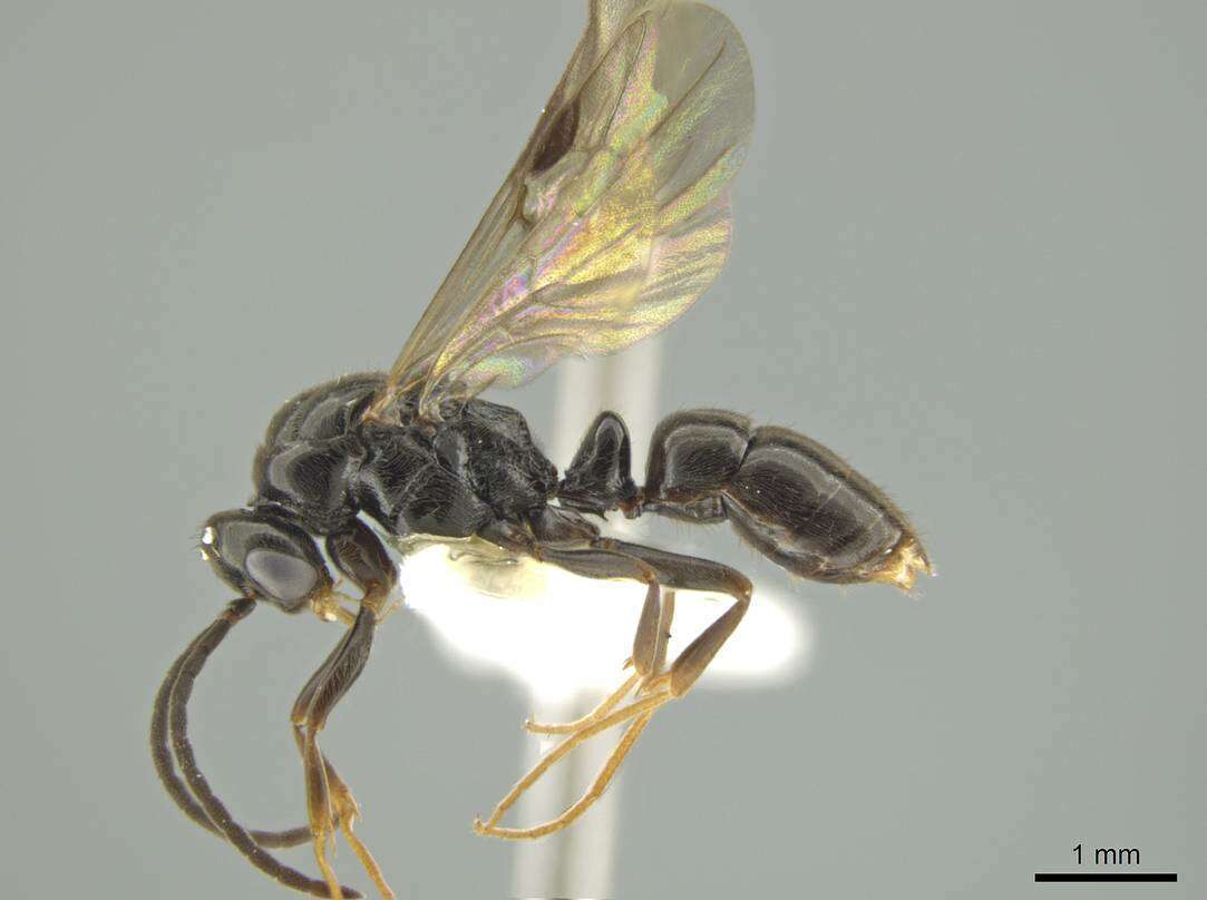 Image of Rasopone mesoamericana