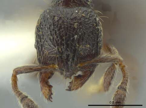 Image de <i>Adelomyrmex nortenyo</i>