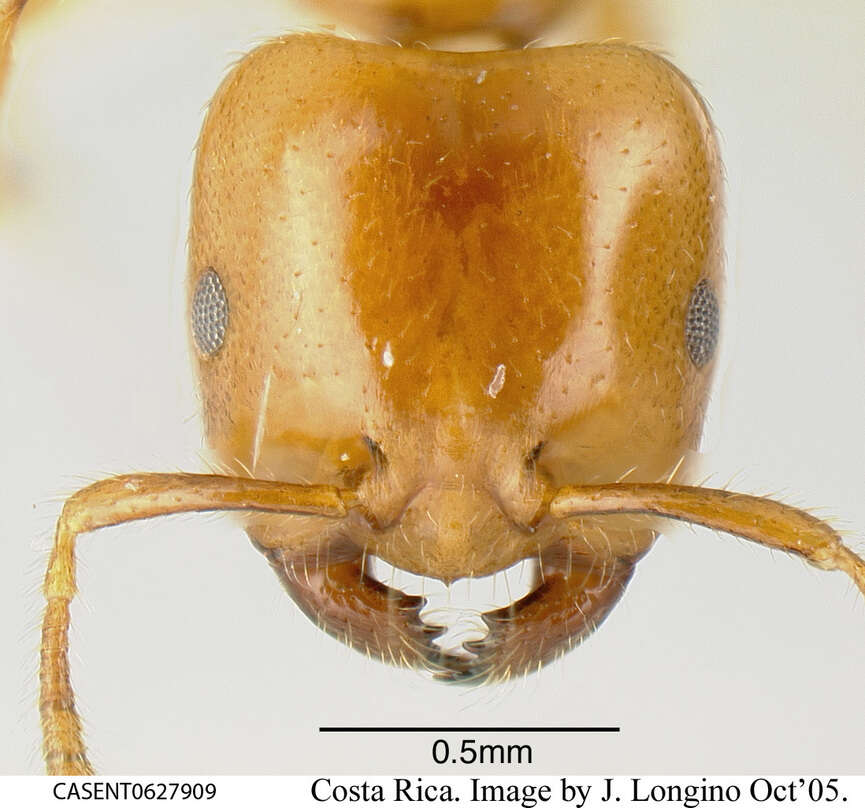 Image of <i>Myrmelachista meganaranja</i> Longino