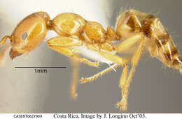 Image of <i>Myrmelachista meganaranja</i> Longino