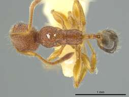 Image of Pheidole coveri
