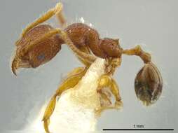 Image of Pheidole coveri