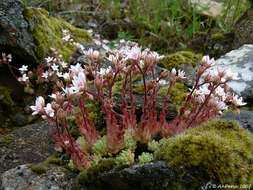 Image of White Stonecrop