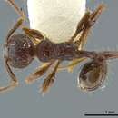 Image of <i>Pheidole deima</i>