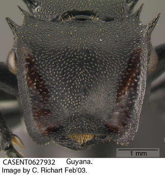 Cephalotes atratus (Linnaeus 1758) resmi