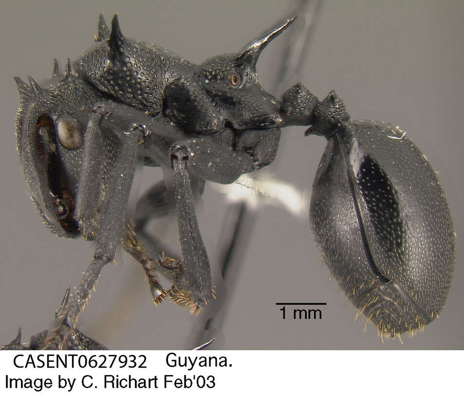 Cephalotes atratus (Linnaeus 1758) resmi