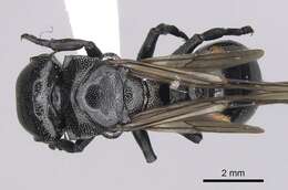 Image of Cephalotes basalis (Smith 1876)