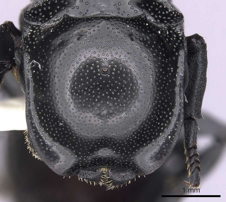 Image of Cephalotes basalis (Smith 1876)