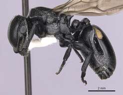 Image of Cephalotes basalis (Smith 1876)