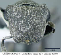 Image of Cephalotes basalis (Smith 1876)